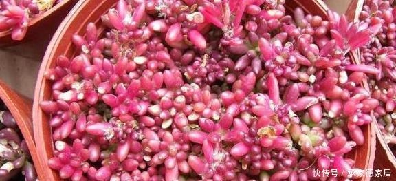  5种多肉最容易爆盆，好养好看还易爆盆，适合新手和懒人