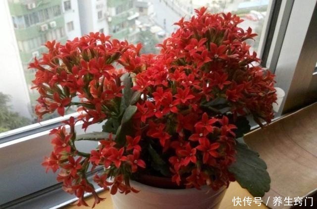 适合“懒人”养的5种花,耐阴又耐旱,扔在客厅1个月,依旧旺盛!