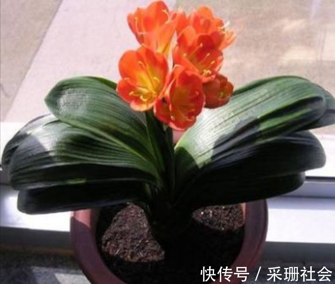 养君子兰不开花？教你2个“小绝招”，很快长出花箭