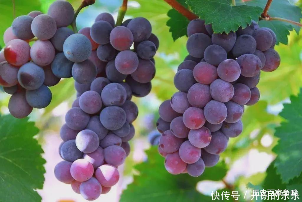 张骞凿空西域,李广利带回来一种水果,曹丕一说起来就流口水