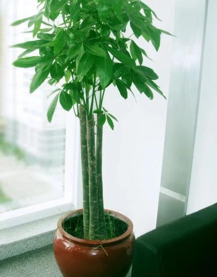 想要养好发财树，学会“浇水”小技巧，根不烂，叶不黄，整年油绿