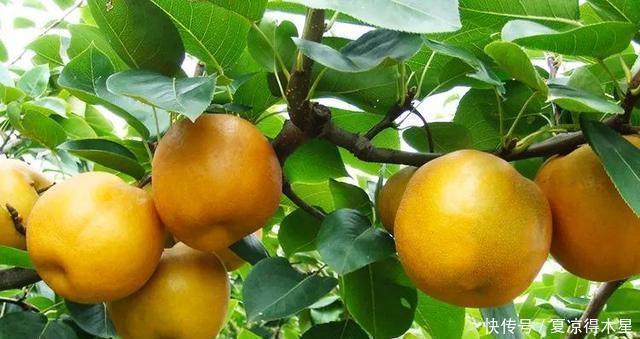 手软|立秋后遇到这种水果,不要手软,2元一斤买些屯