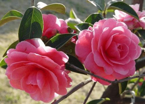 四季常开的花朵，只要一片叶子就可以一盆变10盆，十分好养