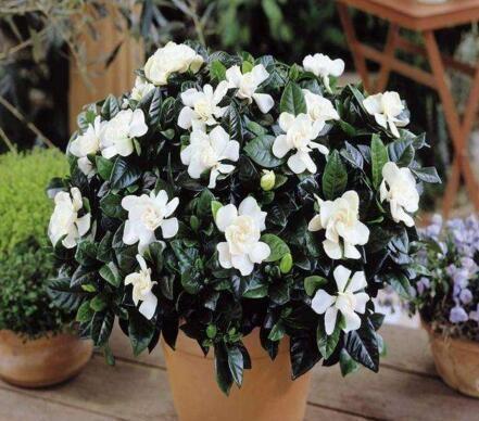 李大姐养栀子花，盆里埋上“5两它”，叶子油绿，一次开60朵大花