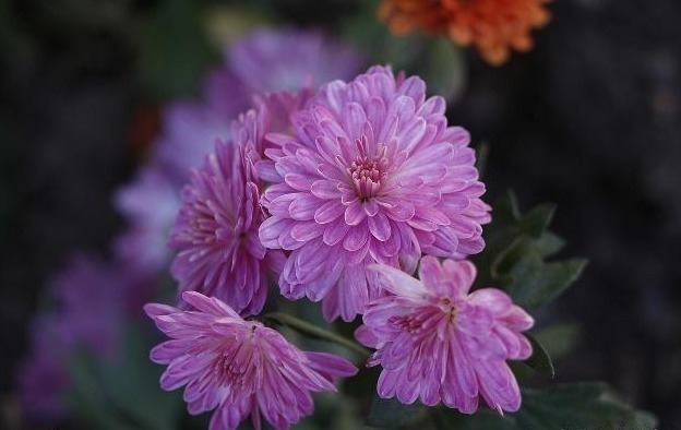 唐诗$宋诗里不容错过的一首咏菊诗,宁可枝头抱香死,何曾吹落北风中!