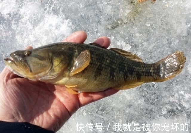 东北的老头鱼是一种什么鱼?生活在野泡子里,冬天冰封也冻不死