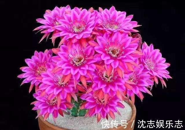 大肚子|4种“懒人花”,记住一个“旱”字,就能盆盆爆,开花真好看!