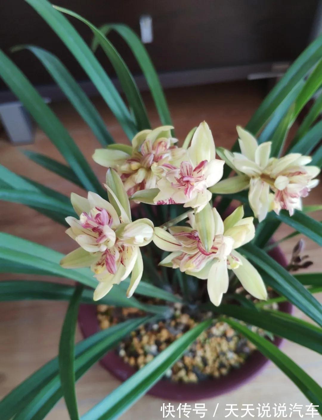 日晒|兰花长势差，注意这三个小问题，蹭蹭冒芽，轻轻松松爆满盆