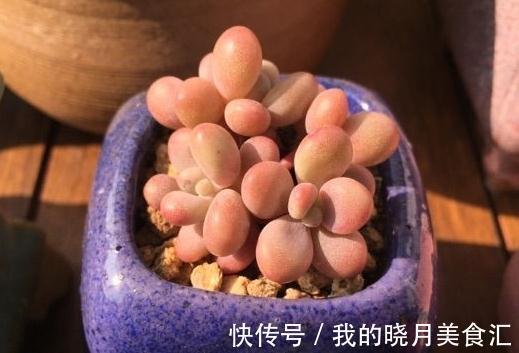 为什么你的多肉桃蛋总也养不圆,原来还有这些你忽略掉的原因