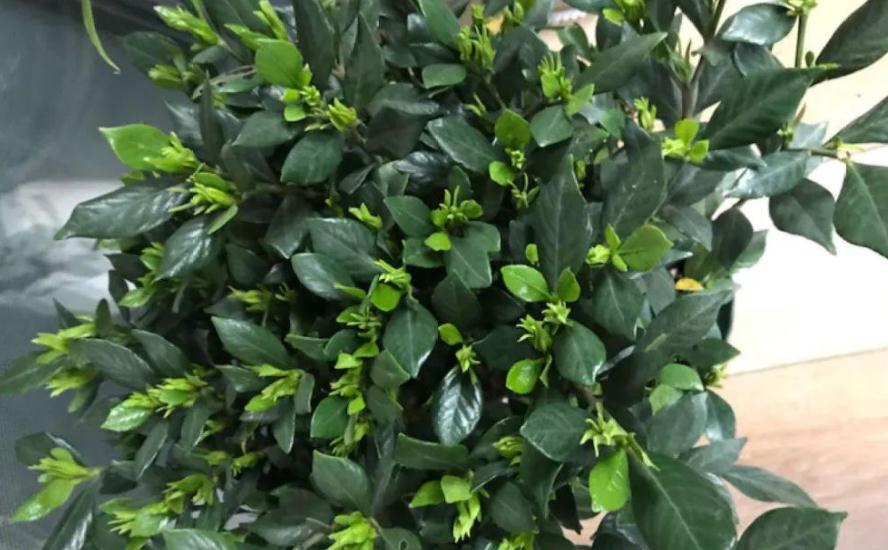 植物盆栽僵苗不长新叶,该怎么办?从这5方面下手,轻松搞定