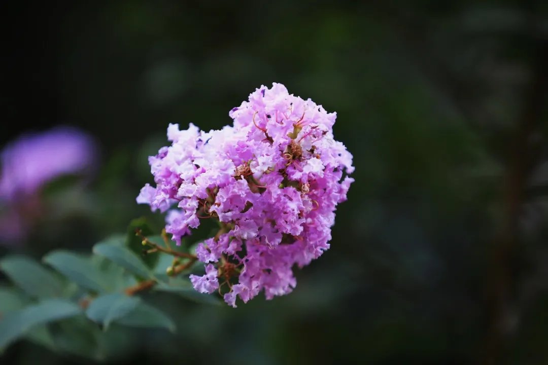 既相逢，莫相忘|诗词 | 韦应物