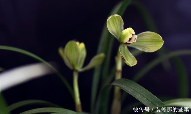 足够|兰花不开花是什么原因?只有4点,新手兰友一定要了解