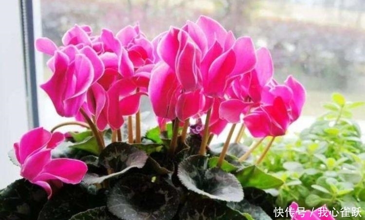 几种花现在养刚刚好，扔水里就能活，长势超猛的