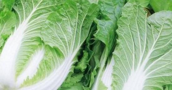 大白菜性|你还在吃大白菜吗?真后悔今天才了解到,要牢记转告给家里人