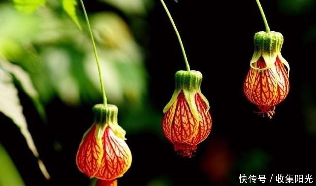 3种花被称“夏必死”，买一盆死一盆，新手花友别踩雷！