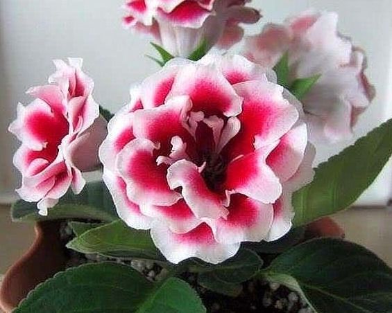 这“3种花”，叶片可不能沾水，很多人还不信，结果1盆都没养活！