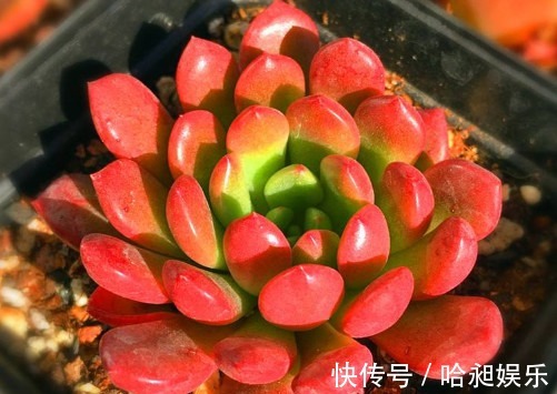 昼夜温差|多肉红宝石夏季怎么养教你3个小妙招,养出最红润璀璨的红宝石
