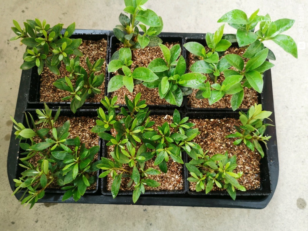 叶片|8种花夏天太容易死,现在赶紧扦插,死了也不心疼!