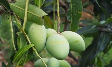 多体|有三种水果少吃,不然吃得多体内水分越重,可惜很多人不重视!