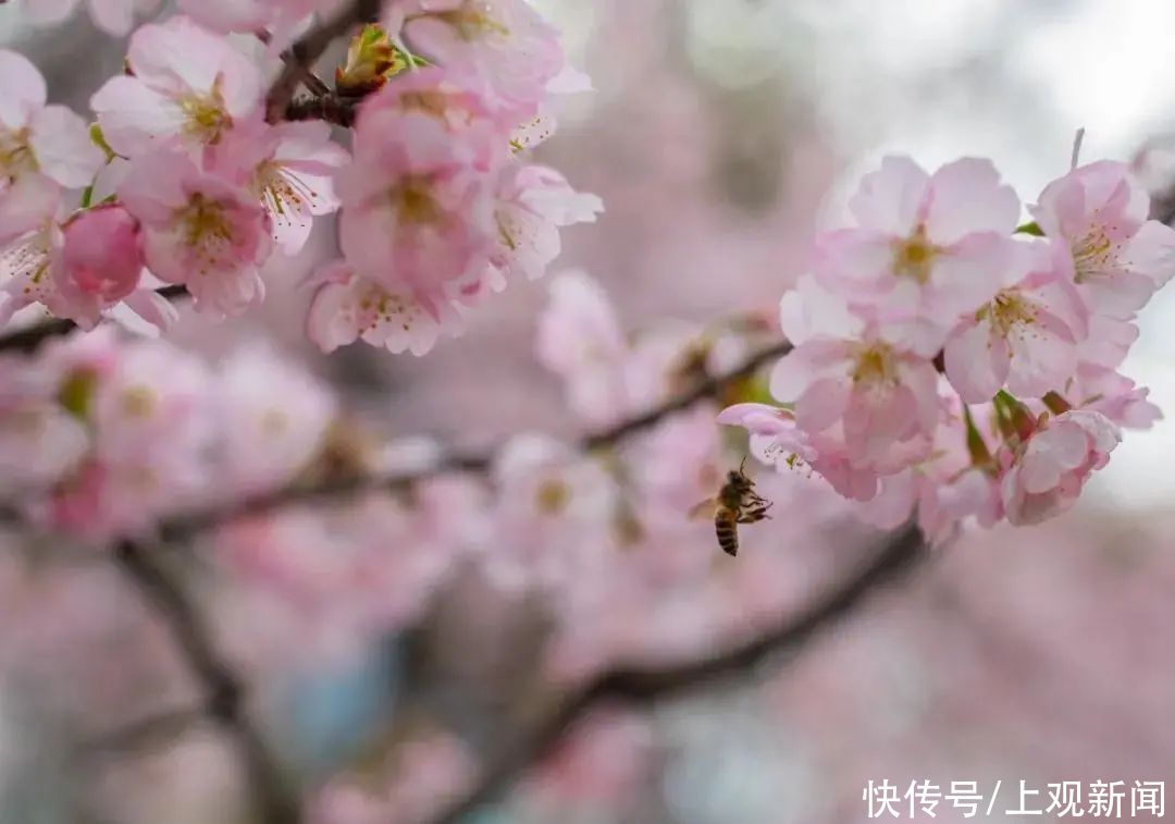 樱花、梅花、玉兰……开启多彩春天，赶紧预约打卡