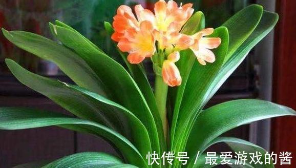 君子兰长期没变,定是出了4个问题,不然就瞧瞧吧