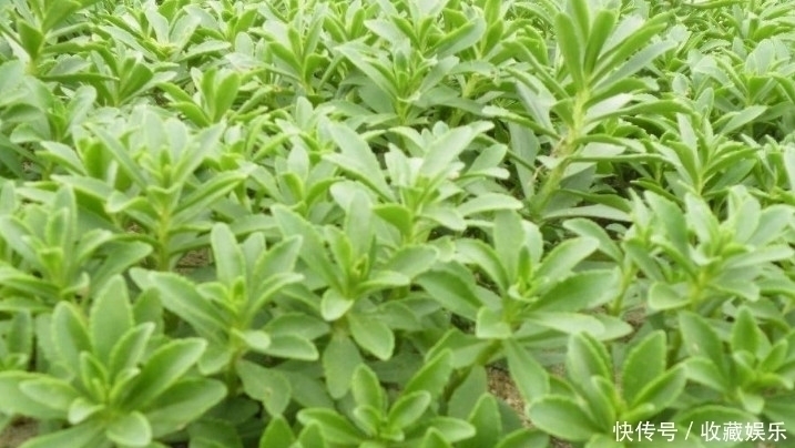 养心菜|农村田里的这种野草，钙是牛奶3倍，价值很珍贵，你有见过没