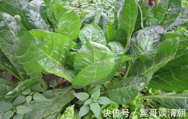润肺止咳|农村5种常见的野菜,益精补肾,润肺止咳,抗衰老,看到要采回家