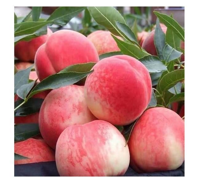 果肉|建议中老年人小暑前后,若条件允许,这5种水果每天可多吃一点