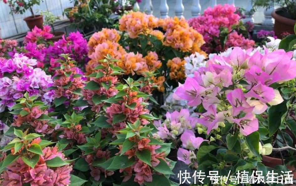 月季|居家就养此款花卉,开花大又香,开出一片花海