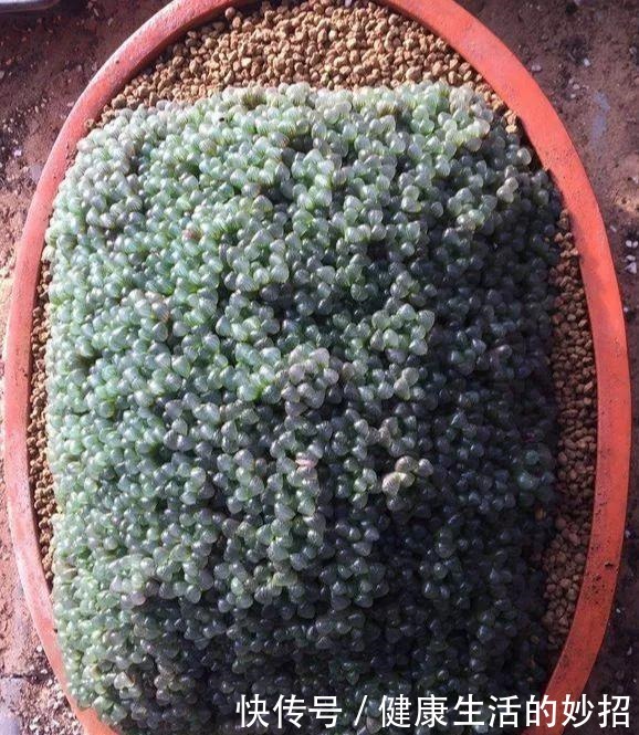 多肉玉露有4怕,塑料瓶扣3天,臭毛病全消失,美的像水晶!