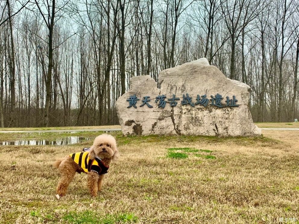 老年|打卡黄天荡湿地：古战场的遗址