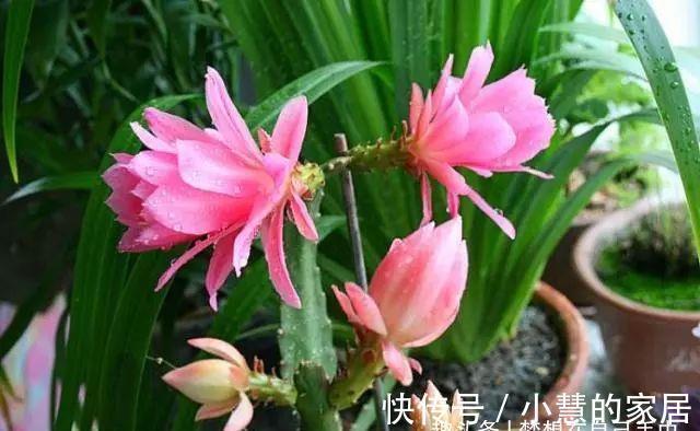 四季海棠|阳台别空着，养4种花，活脱脱像一小花园，看完我也想养！