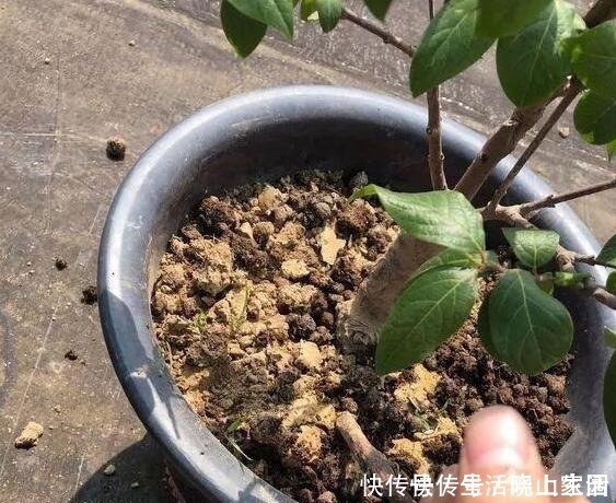 养花|大妈把吸管筷子插花盆,解决了养花人的“2大难题”,朋友都效仿!