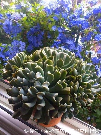 3种适合秋天养的多肉，赶快动手养起来，叶片红的、白色似莲花