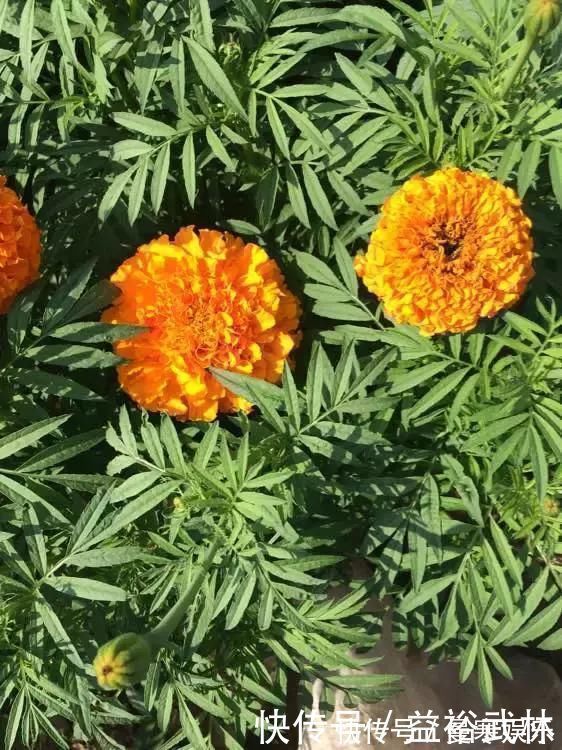 蚊香|5种花蚊子“不喜欢”,好看还好养,是天然蚊香,值得多养几盆