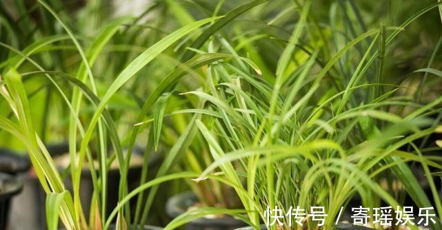 喜欢养兰花，3件事抓紧做，再不做就有些晚了