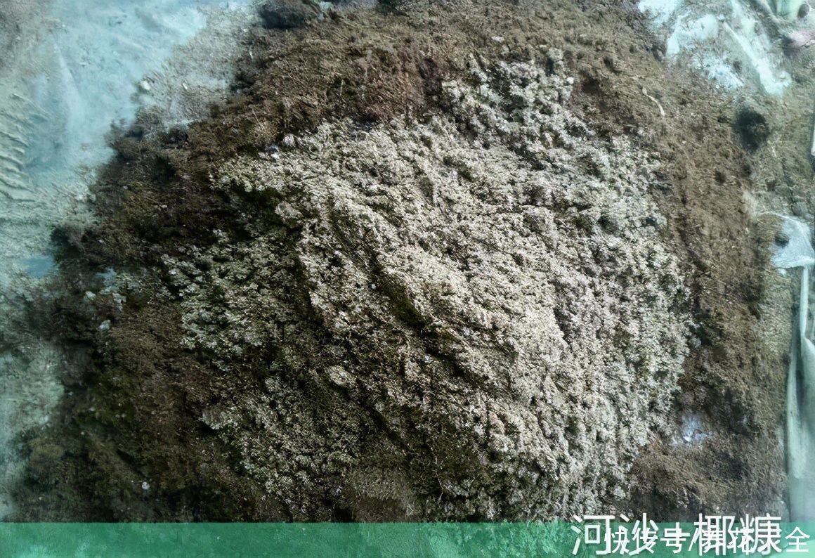 大粗杆子扦插，泥巴一裹就生根，秒变老桩大户