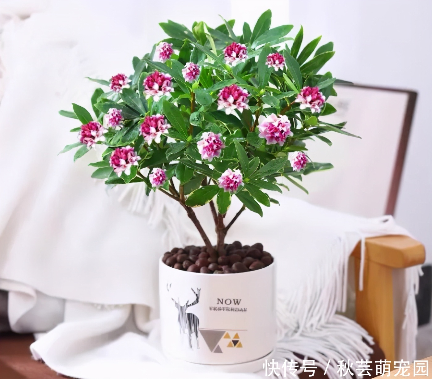 花香|建议每位养花人:无论住在哪里,卧室都要养4种花,养人养心