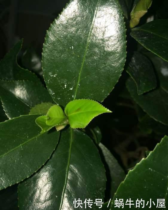 花苞|此3种花剃头正当时,现在剃的好,秋冬开花早