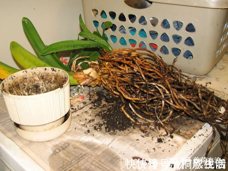 土面|为啥很多朋友在家里养不好君子兰,有可能一开始就买错了
