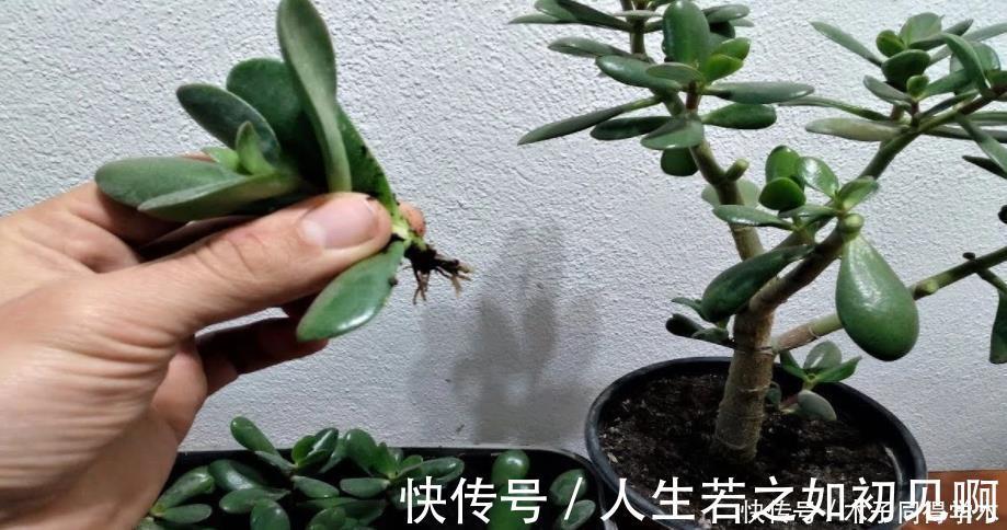 花草|给花草换盆时，偷偷塞些它，土壤更透气肥沃，植物不爱烂根