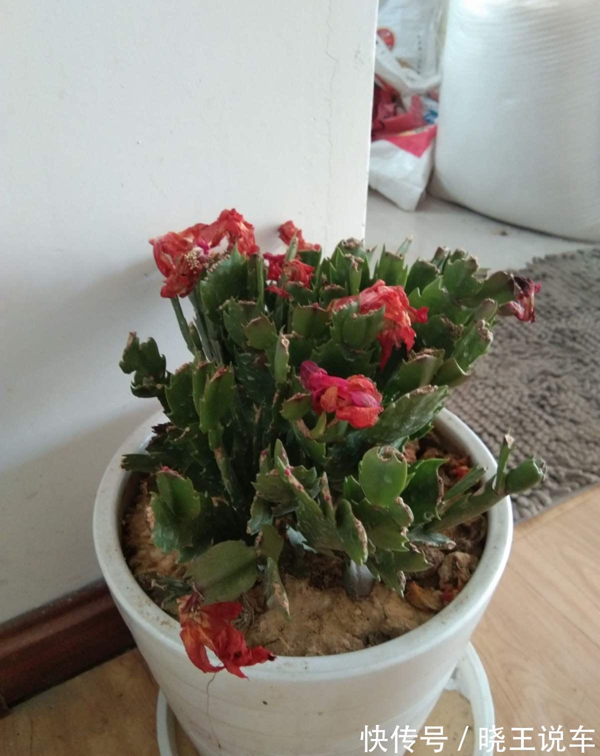 蟹爪兰满头大花苞，噼里啪啦全掉了？教你3招，满满的花芽挤爆了