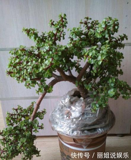 养护|新手养金枝玉叶,合理掌握养护技巧,快速打造成小老桩,价值翻倍