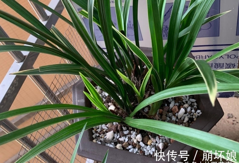 兰花发新苗正当时,不要“好心办坏事”,避免新苗夭折,乐极生悲