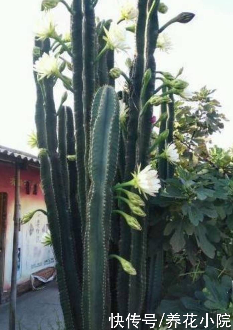 漂亮花|量天尺这样养，能长3米多高，还能开漂亮花