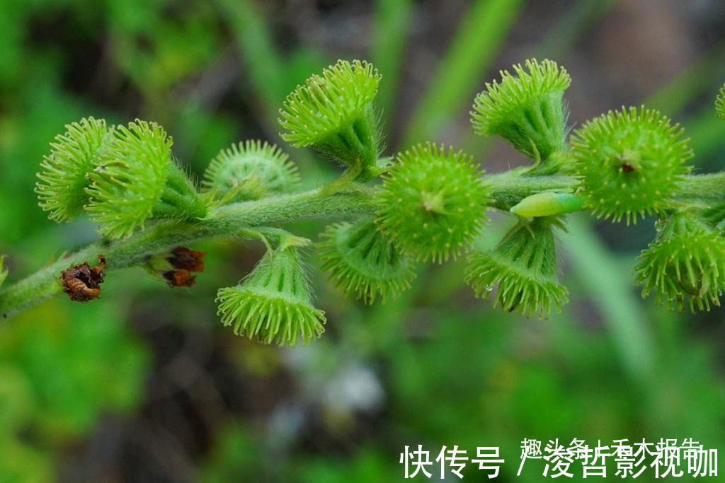 农田|满身都是刺,却成民间极品野菜,如今15元一斤,吃过的人不多