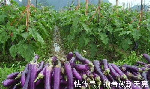 南瓜|可以杀死癌细胞的蔬菜