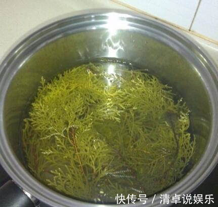 柏树叶|在路边遇见这种果子,一定要捡回家,现在知道还不晚