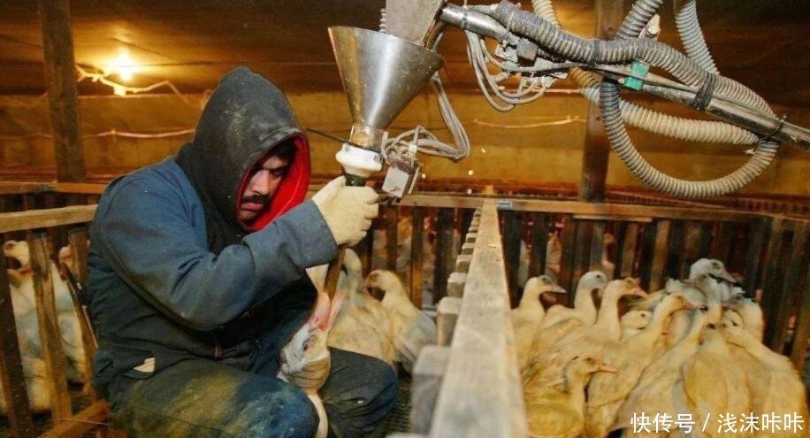 为什么法国餐厅的鹅肝上万块一个很正常,咱们的鹅肝却很便宜呢