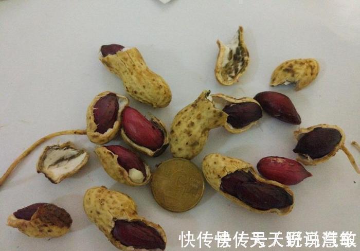 养花|家里养花不花钱,一个小方法,用不完的草炭土